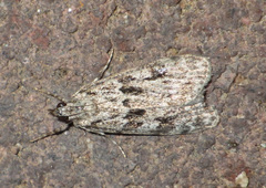 Eudonia delunella