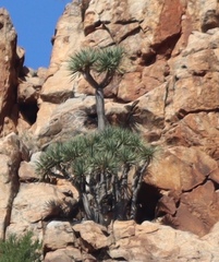 Dracaena ajgal, photograph bogsuckers, CC BY, iNaturalist via GBIF