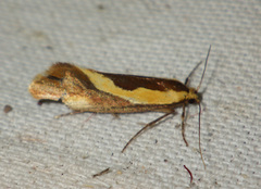 Harpella forficella