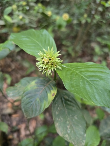 Palicourea justiciifolia (Palicourea justiciifolia)