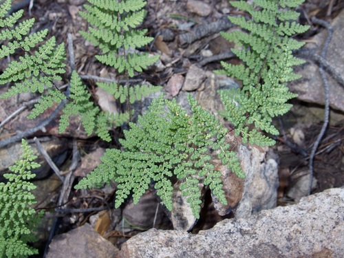 Image of Myriopteris fendleri by (c) Sue Carnahan, some rights reserved (CC BY)