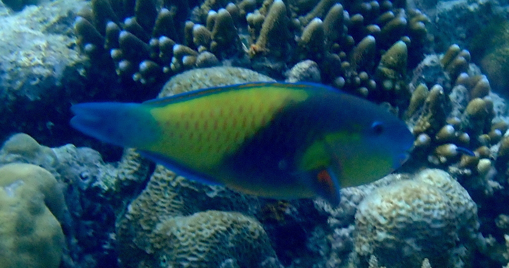 Palecheek Parrotfish
