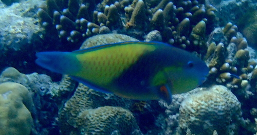 Chlorurus japanensis