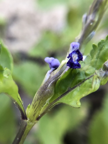 Stachytarpheta cayennensis