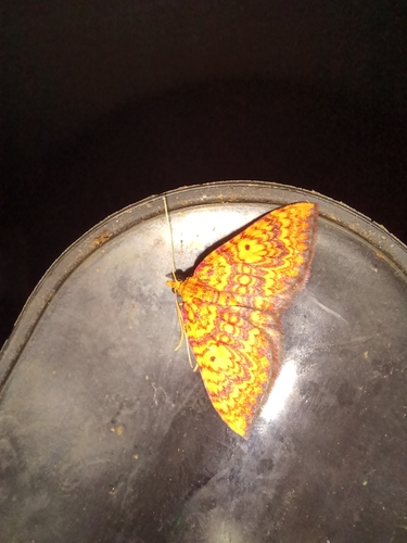 Kauaiina ioxantha observed 2024-11-24