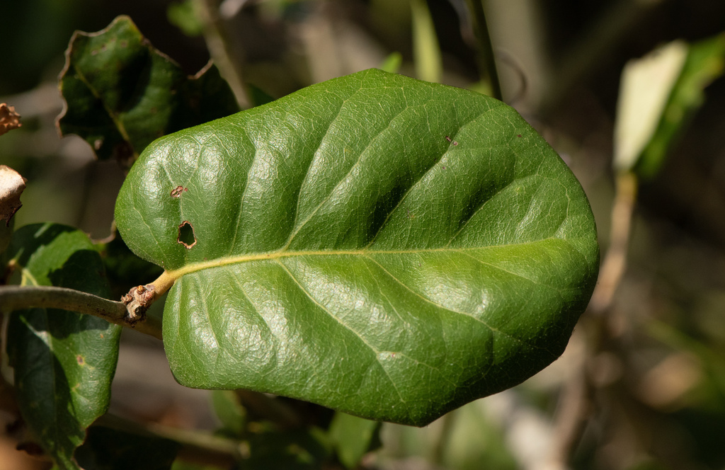 Quercus fusiformis × oleoides