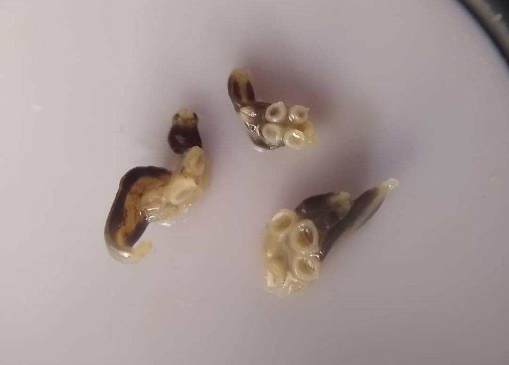Diclybothriidea