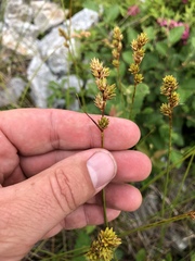Carex adusta