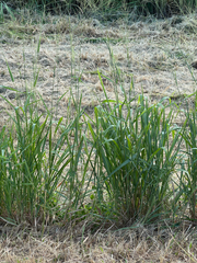 Megathyrsus maximus, recorded fruiting