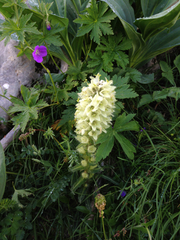 Campanula thyrsoides