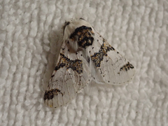 Furcula scolopendrina