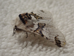 Furcula scolopendrina