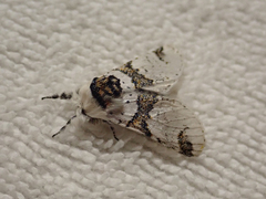 Furcula scolopendrina