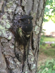 Neotibicen lyricen engelhardti