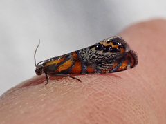 Thaumatographa regalis