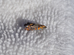 Thaumatographa regalis