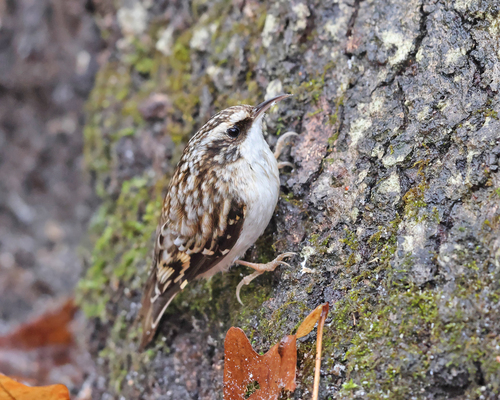 Brown Creeper, photo 2 of 7