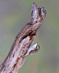 Brown Creeper photo 5