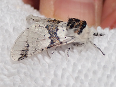 Furcula scolopendrina