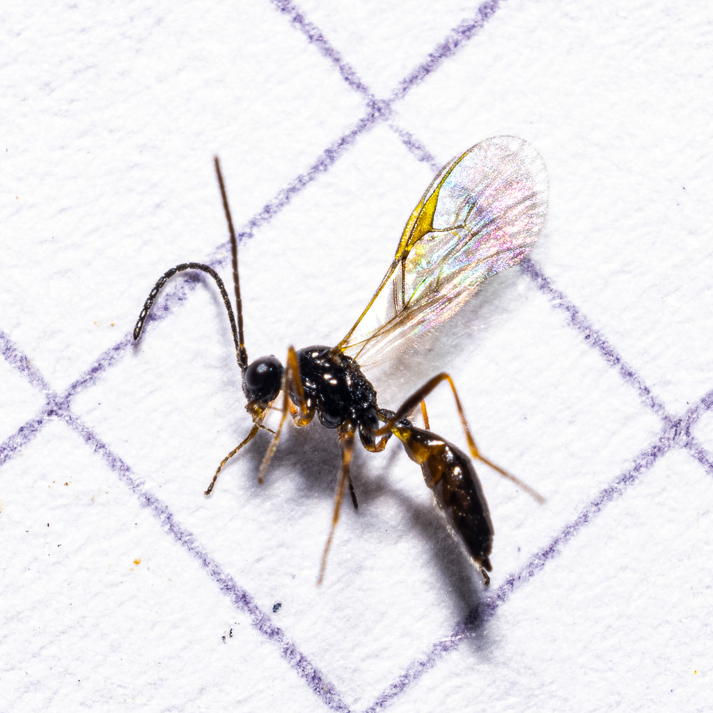 Aphidiina