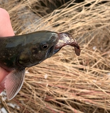 Alaska blackfish (Dallia pectoralis) — Umbridae — 4