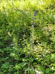 Delphinium exaltatum