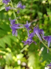 Delphinium exaltatum
