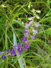 Delphinium exaltatum