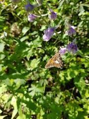 Delphinium exaltatum