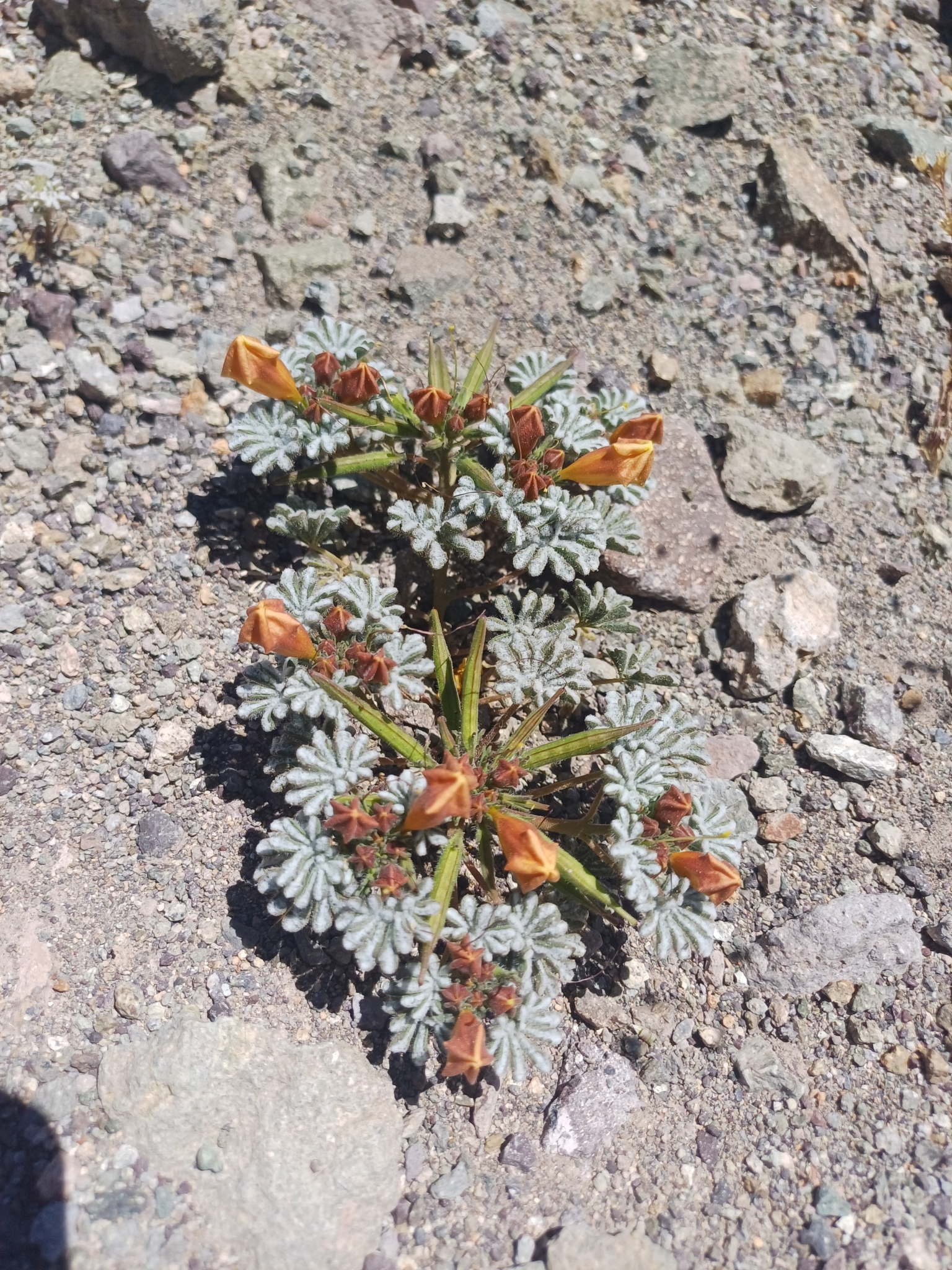 Argylia checoensis