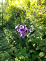 Delphinium exaltatum