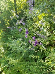 Delphinium exaltatum