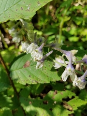 Delphinium exaltatum