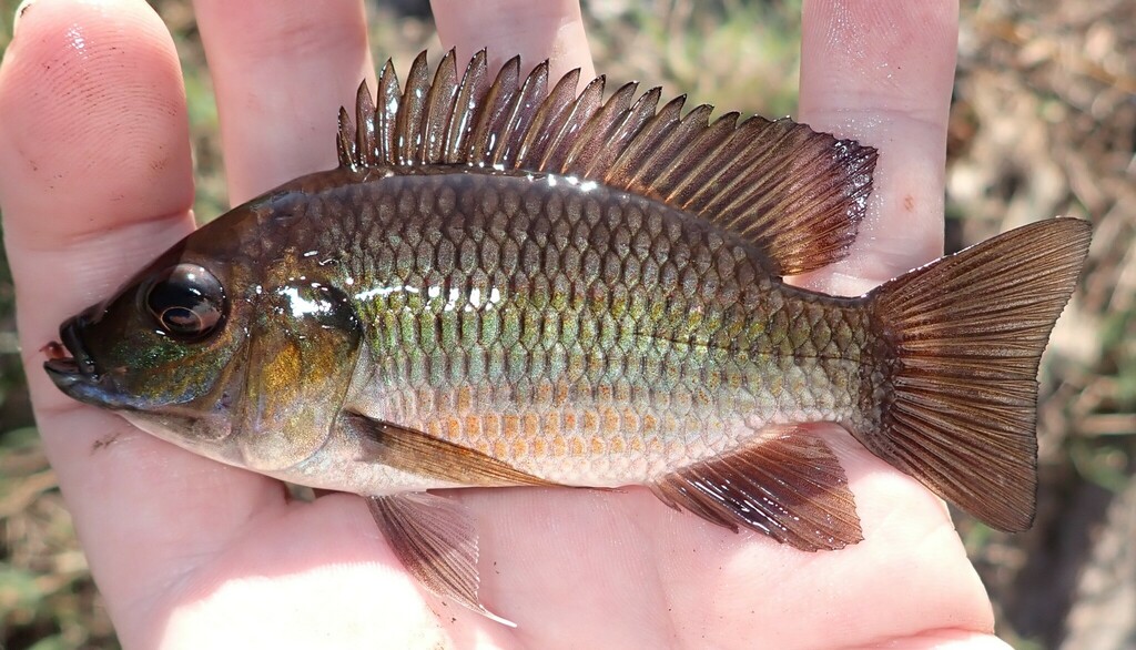 Blackchin tilapia (Sarotherodon melanotheron) — Cichlidae