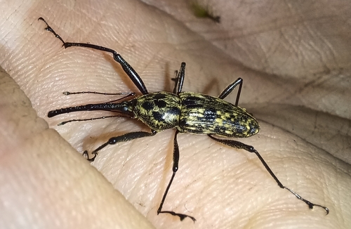 Nesotocus kauaiensis observed 2024-11-24