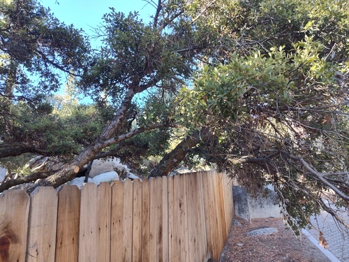 Quercus chrysolepis × vacciniifolia