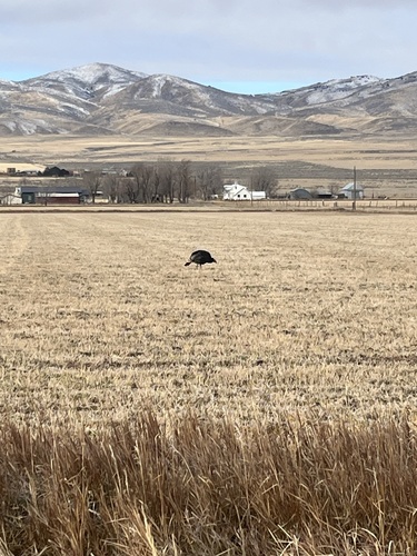 Wild Turkey photographed in Utah