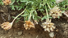 Trifolium dasyphyllum