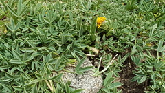 Trifolium dasyphyllum