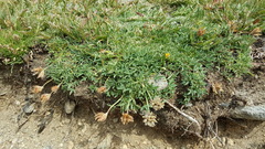 Trifolium dasyphyllum