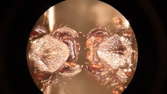 Geotrupes stercorarius