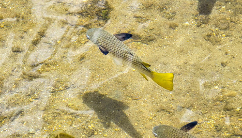 Blackfin mullet (Ellochelon vaigiensis) — Mugilidae — 2