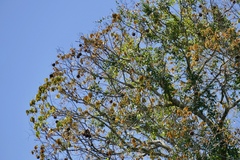 Bertholletia excelsa