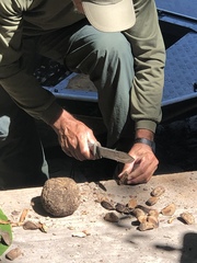 Bertholletia excelsa