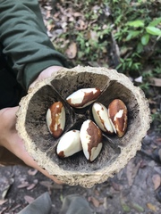 Bertholletia excelsa