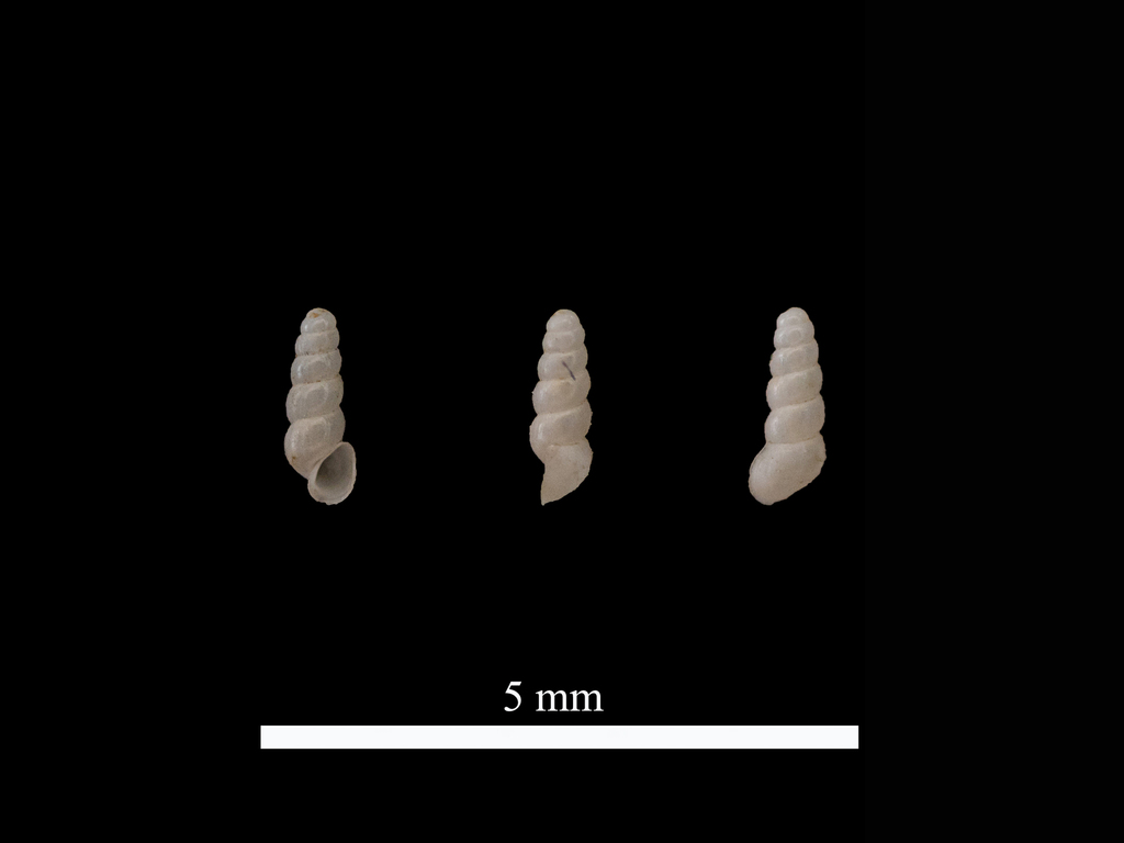 Iglica