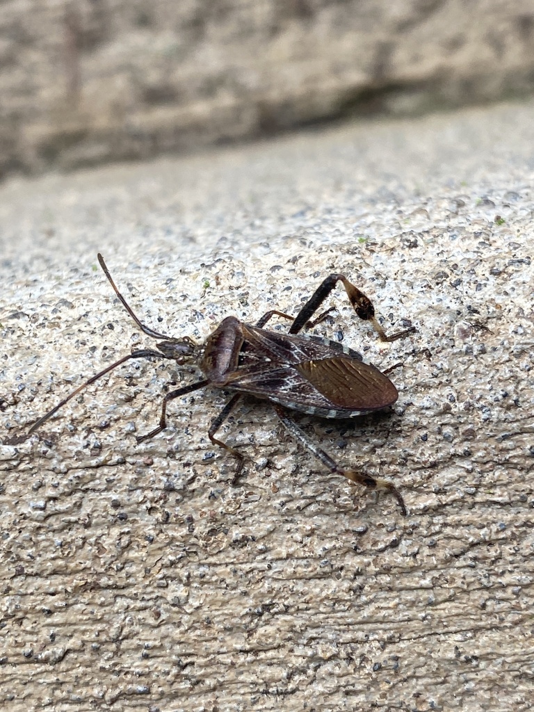 Western Conifer Seed Bug from W 27th Pl, Eugene, OR, US on November 28 ...