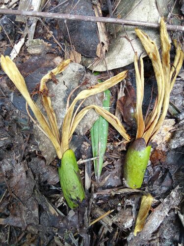 Ceiba samauma, photograph 4
