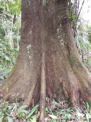 Ceiba samauma, photograph (c) Robin Cañari Marzano, some rights reserved (CC BY)