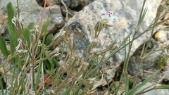 Eremogone fendleri